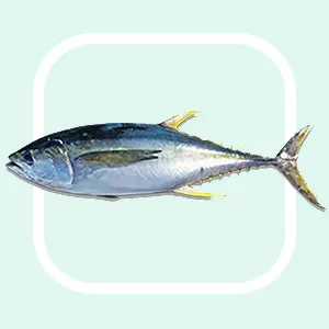 Yellow Fin Tuna