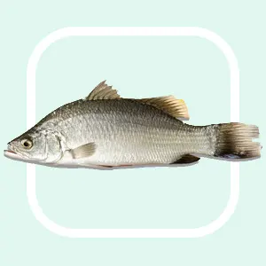 Barramundi