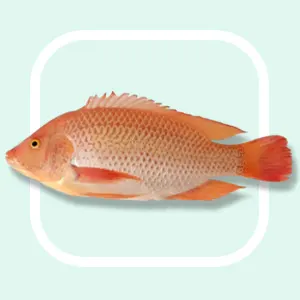 Red Tilapia