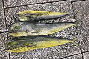 鲯鳅鱼1.jpg
