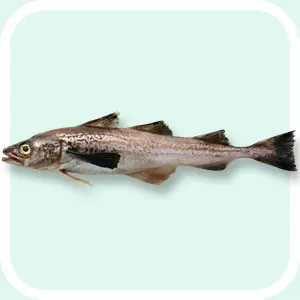 Alaska Pollock